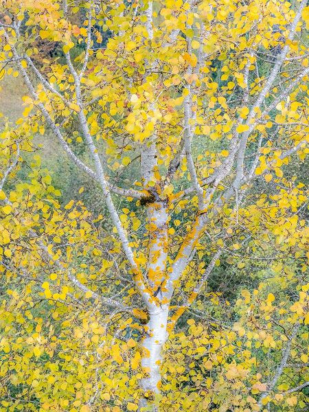 Gulin, Sylvia 아티스트의 USA-Washington State-Bellevue birch trees with golden fall colors작품입니다.